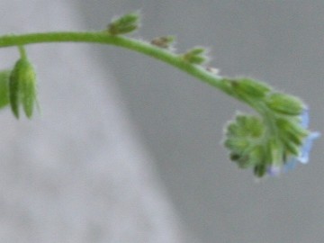 Myosotis cfr. ramosissima